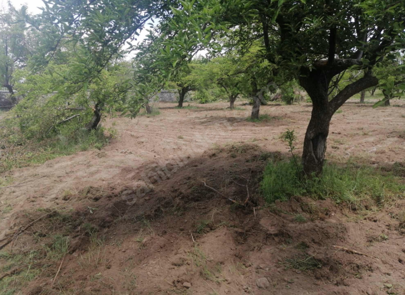 ...SAKAR ÇİFTLİĞİ KÖŞE PARSEL...