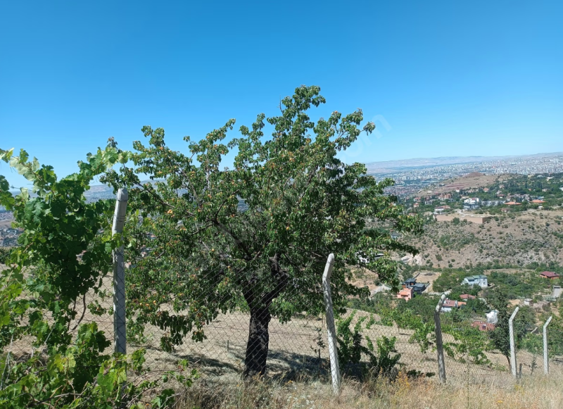 HİSARCIK KIZILTEPE DAĞINDA ŞEHİR MANZARALI KİRALIK BAĞ