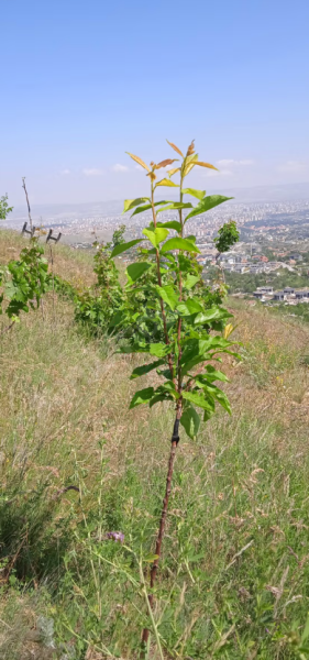 HİSARCIK KIZILTEPE DAĞINDA ŞEHİR MANZARALI KİRALIK BAĞ