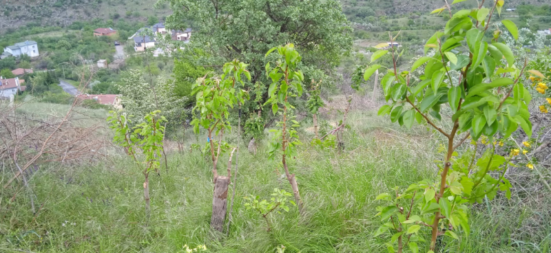 HİSARCIK KIZILTEPE DAĞINDA ŞEHİR MANZARALI KİRALIK BAĞ
