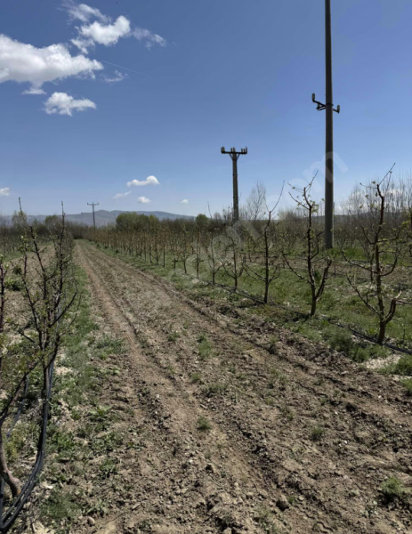 9000 m² ELMA BAHÇESİ ANAYOLA YAKIN ARA YOLA SIFIR