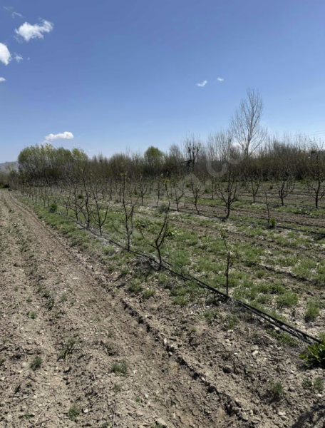 9000 m² ELMA BAHÇESİ ANAYOLA YAKIN ARA YOLA SIFIR