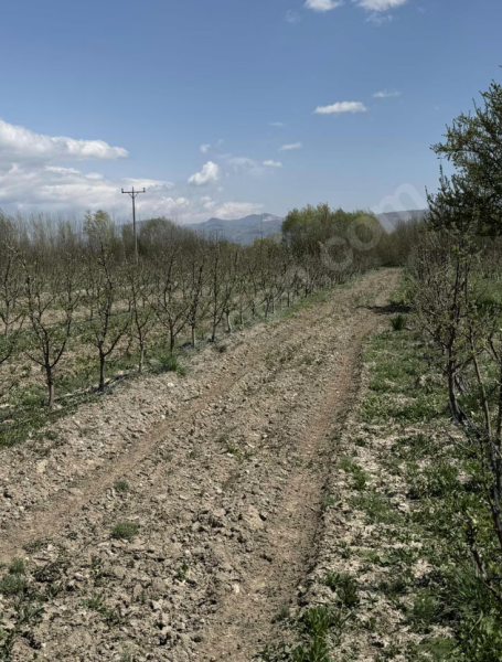 9000 m² ELMA BAHÇESİ ANAYOLA YAKIN ARA YOLA SIFIR