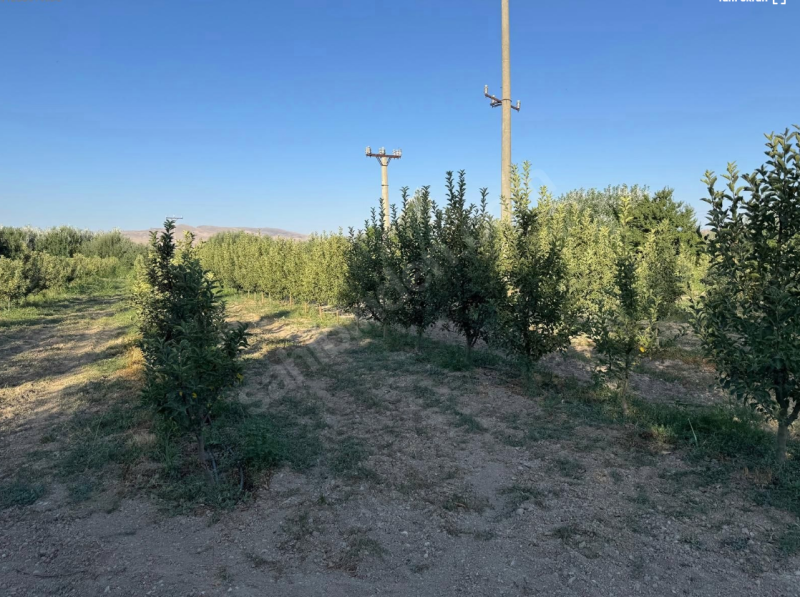 9000 m² ELMA BAHÇESİ ANAYOLA YAKIN ARA YOLA SIFIR